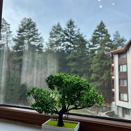 Kosara Home2host בנסקו